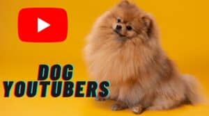 15 Best Dog Youtube Channels For Canine Lovers In 2023